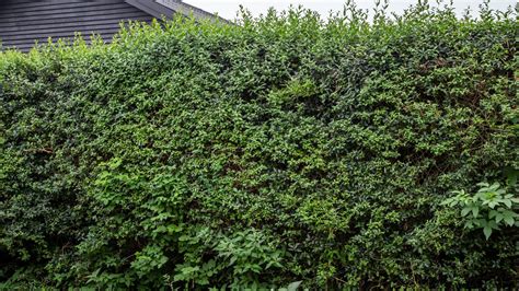 Bedste tidspunkt at klippe hæk